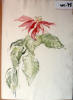 Poinsettia